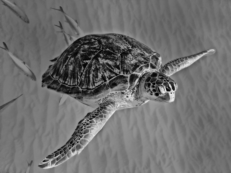Photography Contest Grand Prize Winner - Wild Sea Turtle