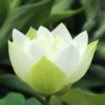 White Lotus Season 4: Release Date Rumors, Cast, and Story