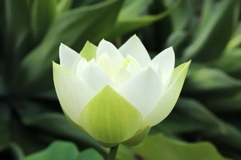 White Lotus Season 4: Release Date Rumors, Cast, and Story